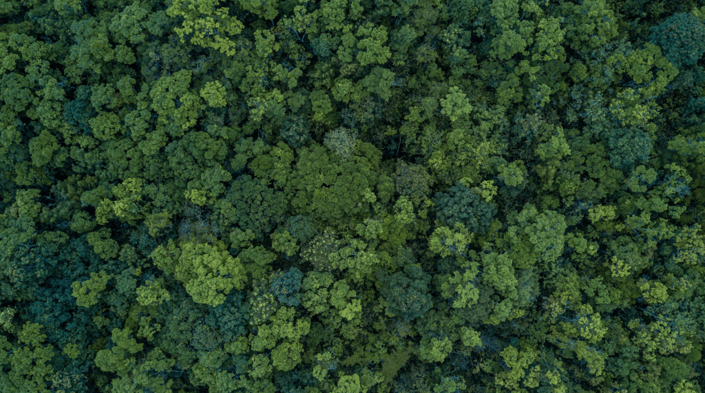 Tropical forest with Cumaru trees.