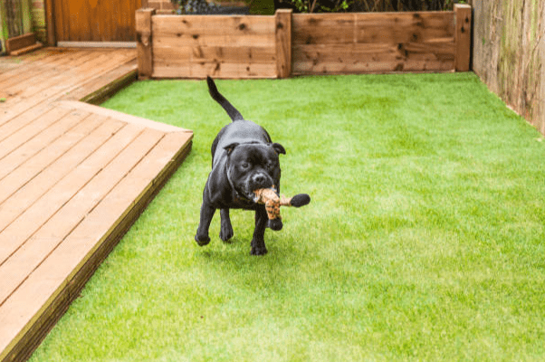 An image of a black dog playing on artificial turf next to a wooden deck.