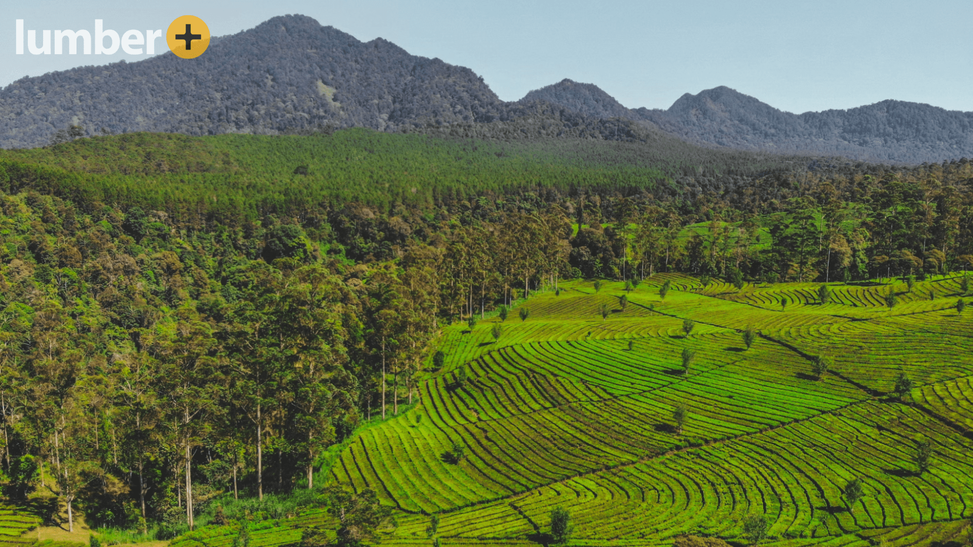 A tree plantation used to create thermally modified wood